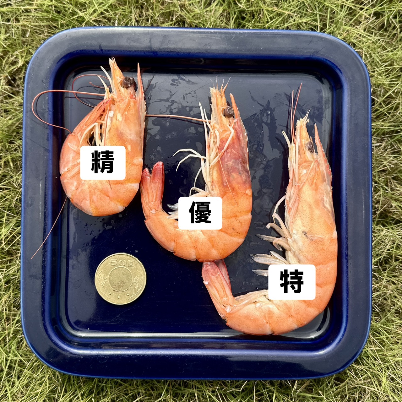 特選白蝦 thumbnail 2